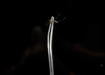 Campinas tem primeira morte por dengue no ano; vítima não tinha comorbidades