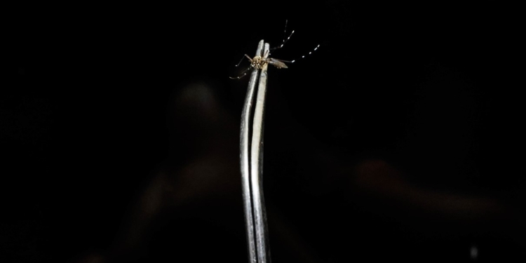Campinas tem primeira morte por dengue no ano; vítima não tinha comorbidades