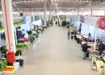 Vendas de flores no Carnaval são impulsionadas pelo Dia Internacional da Mulher