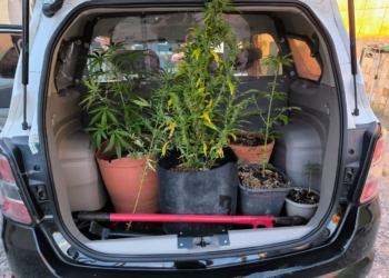 Quadrilha era especializada em ‘maconha gourmet’ e importava droga em esquema de consórcio