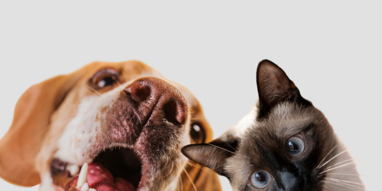 Cuide bem do seu pet: veja os 10 mandamentos para a guarda responsável