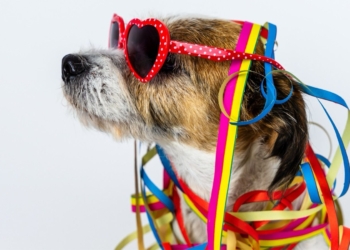 Folia Segura: cuidados para um Carnaval tranquilo com os pets