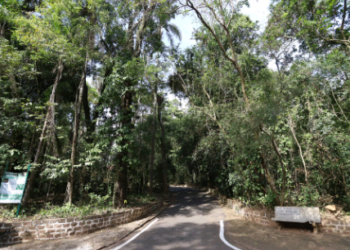 Plano Florestal aponta para substituição de 60 árvores mortas no Bosque dos Jequitibás