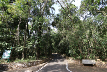 Plano Florestal aponta para substituição de 60 árvores mortas no Bosque dos Jequitibás