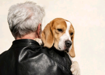 Cuidados com pets idosos: campanha Fevereiro Roxo destaca importância da prevenção