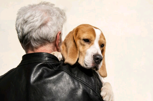 Cuidados com pets idosos: campanha Fevereiro Roxo destaca importância da prevenção