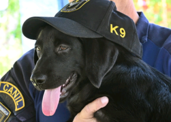 Canil da GM de Campinas recebe novo integrante; veja como participar para escolher nome