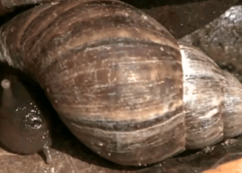 Época de chuvas: cuidados com a infestação de caramujos africanos