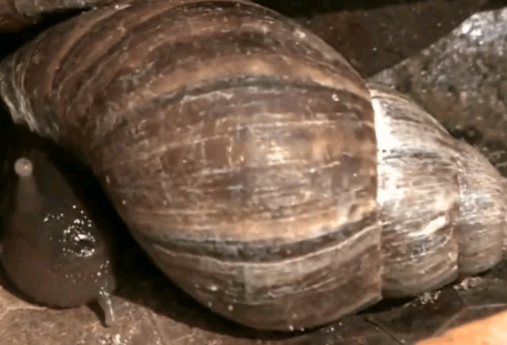 Época de chuvas: cuidados com a infestação de caramujos africanos