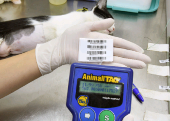 Prefeitura fará 1.000 castrações gratuitas em cães e gatos em Sousas; veja como agendar