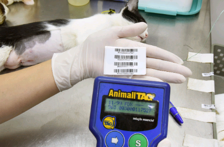 Prefeitura fará 1.000 castrações gratuitas em cães e gatos em Sousas; veja como agendar