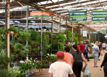 Mercado de Flores registra tendência por plantas mais resistentes e refrescantes