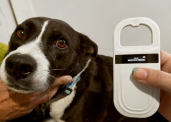 Consultório Veterinário Móvel vai atender a região do DIC V a partir desta segunda