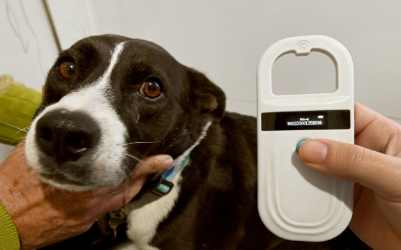 Consultório Veterinário Móvel vai atender a região do DIC V a partir desta segunda