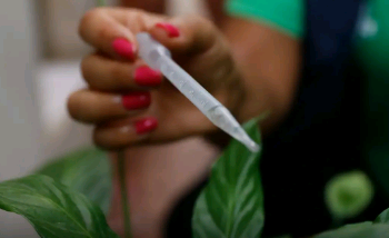 Com 300 casos por 100 mil habitantes, SP entra em epidemia de dengue