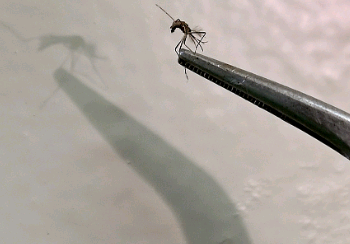 Conheça mitos e verdades sobre a dengue