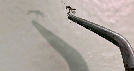 Conheça mitos e verdades sobre a dengue
