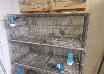 GM de Vinhedo apreende 71 aves silvestres mantidas ilegalmente em residência