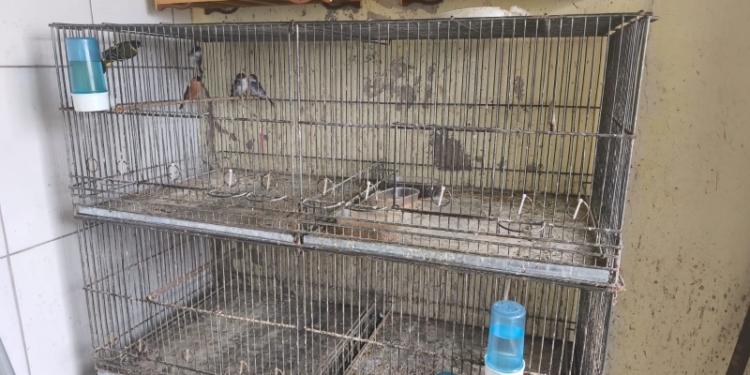 GM de Vinhedo apreende 71 aves silvestres mantidas ilegalmente em residência
