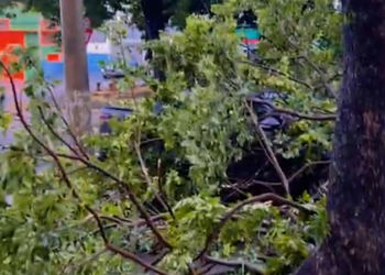 Chuva e ventania derrubam árvores em Campinas nesta tarde