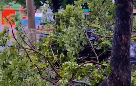 Chuva e ventania derrubam árvores em Campinas nesta tarde