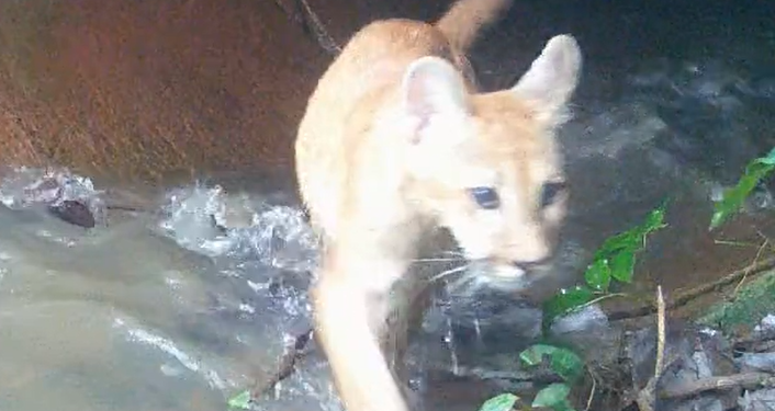Câmera na Mata de Santa Genebra registra família de onças-pardas; assista
