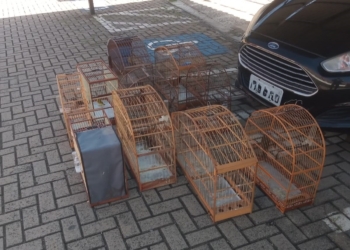 Guarda Ambiental de Valinhos apreende aves silvestres mantidas