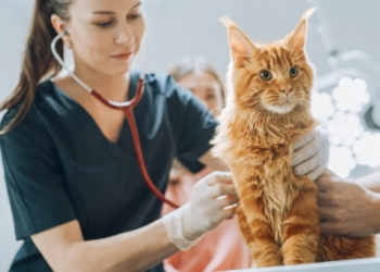 Medicina veterinária: mulheres já são quase 50% dos profissionais no Brasil