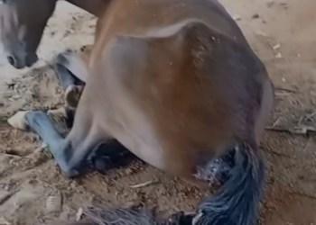 DPBEA resgata cavalo em sofrimento no Parque Floresta, em Campinas