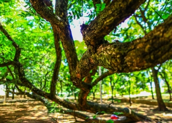 Câmara faz audiência pública nesta sexta para discutir obras antienchentes na Norte-Sul