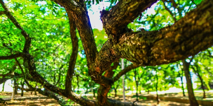 Câmara faz audiência pública nesta sexta para discutir obras antienchentes na Norte-Sul
