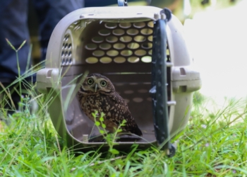 GAPA realiza soltura de animais silvestres em Vinhedo