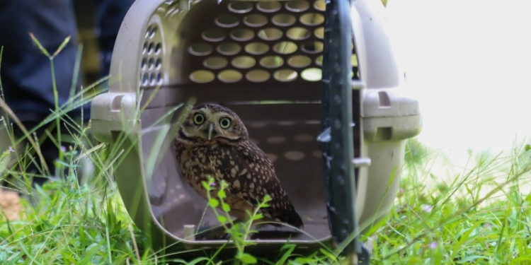 GAPA realiza soltura de animais silvestres em Vinhedo