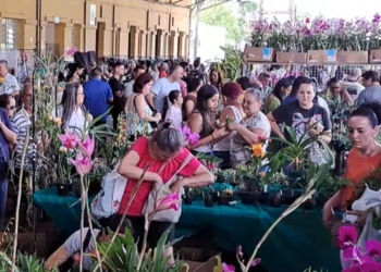Festival de Orquídeas e Flores volta a Campinas neste final de semana