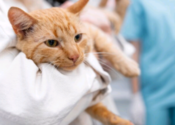 Março Amarelo: médico veterinário alerta para doenças renais em cães e gatos