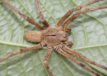 Como saber se fui picado por aranha ou inseto?