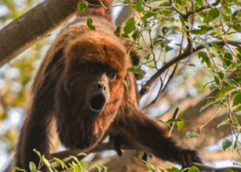 Macacos são aliados ao alertar sobre presença do vírus da febre amarela