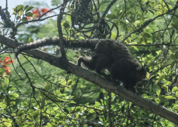 Terapia adaptada diminui mortes por febre amarela em 84%