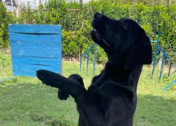 Black é o nome escolhido em votação para o novo cão da Guarda Municipal