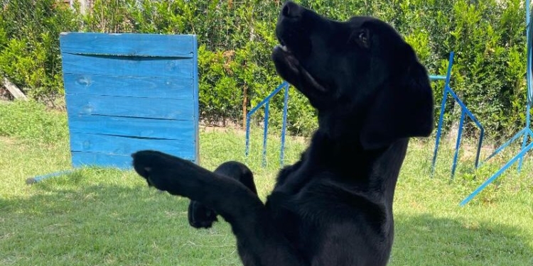 Black é o nome escolhido em votação para o novo cão da Guarda Municipal
