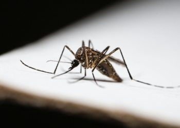 Campinas confirma 2ª morte por dengue e o 4º caso de febre amarela