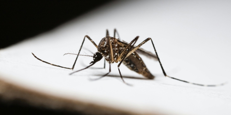 Campinas confirma 2ª morte por dengue e o 4º caso de febre amarela