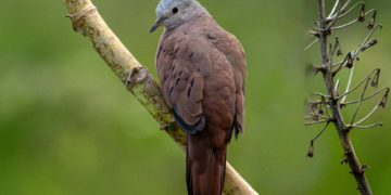 Mais que uma simples pombinha – por Gustavo Gumiero