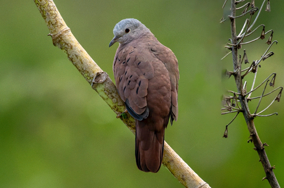 Mais que uma simples pombinha – por Gustavo Gumiero
