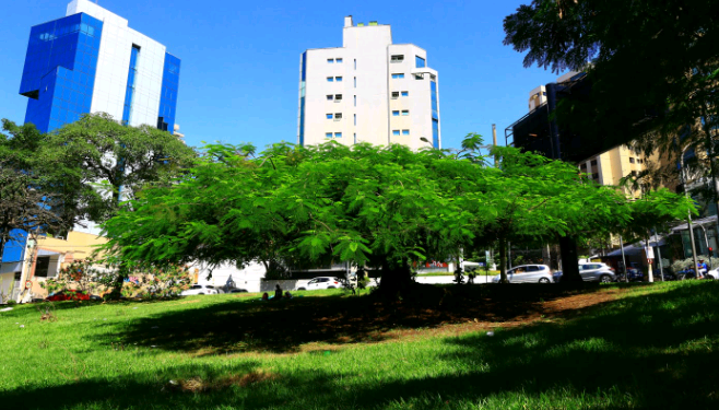 Prefeitura revê projeto de macrodrenagem na Norte-Sul para evitar retirada de árvores