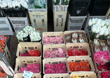 Dia da Mulher aumenta em 60% a venda de rosas na Ceasa Campinas