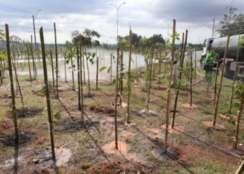 Região do Campo Grande recebe terceira microfloresta de Campinas