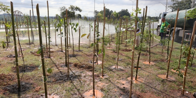 Região do Campo Grande recebe terceira microfloresta de Campinas