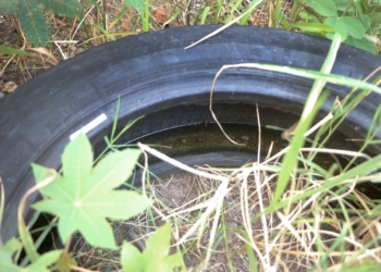 Boletim alerta para 22 bairros em Campinas com alto risco de transmissão da dengue