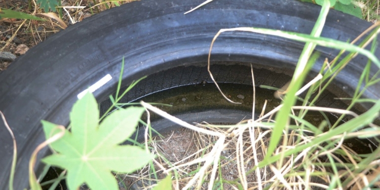 Boletim alerta para 22 bairros em Campinas com alto risco de transmissão da dengue